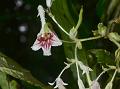 Mizoram White Stone Flower
